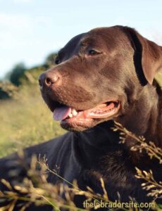 Labrador Feeding Demystified: A Comprehensive Expert Guide