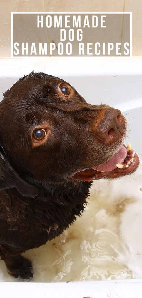 Homemade Dog Shampoo Recipes: The Best DIY Shampoo For Dogs