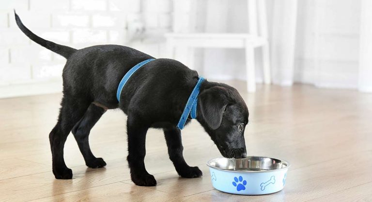 hypoallergenic food for dogs