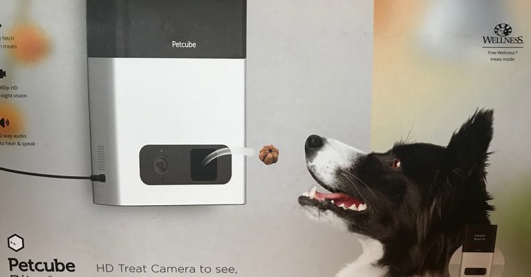 petcube review