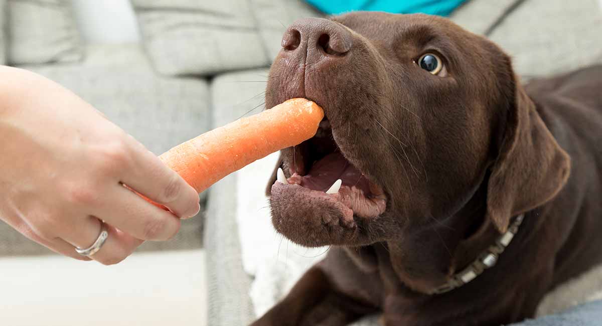 Can Dogs Eat Carrots LS Long 