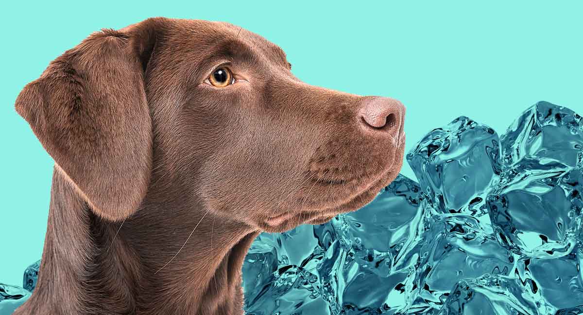 Is Ice Bad For Dogs When Crushed Chipped Or Cubed 