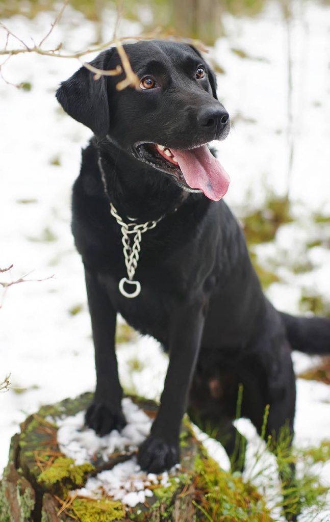 Different Types Of Labrador - Which Is 