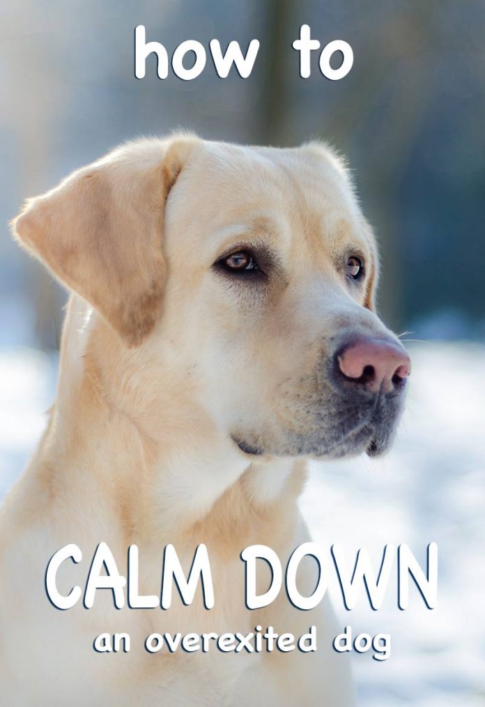 how-to-calm-down-a-dog-top-tips-for-calm-dogs