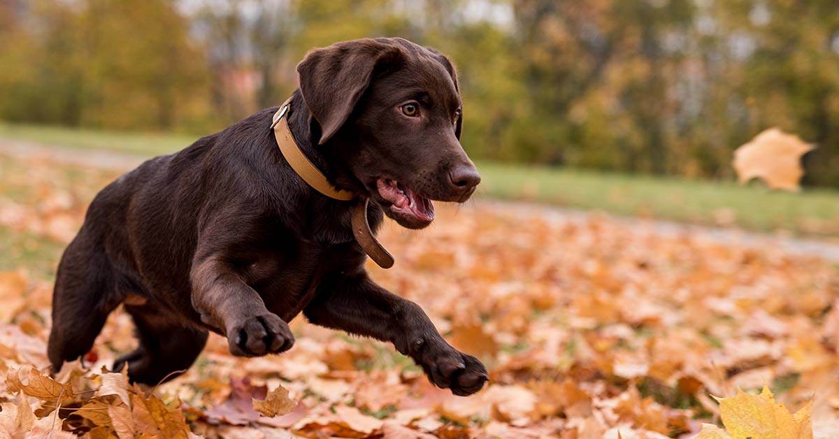 Dog Calming How To Calm Down A Dog And Make Your Lab Less Excited