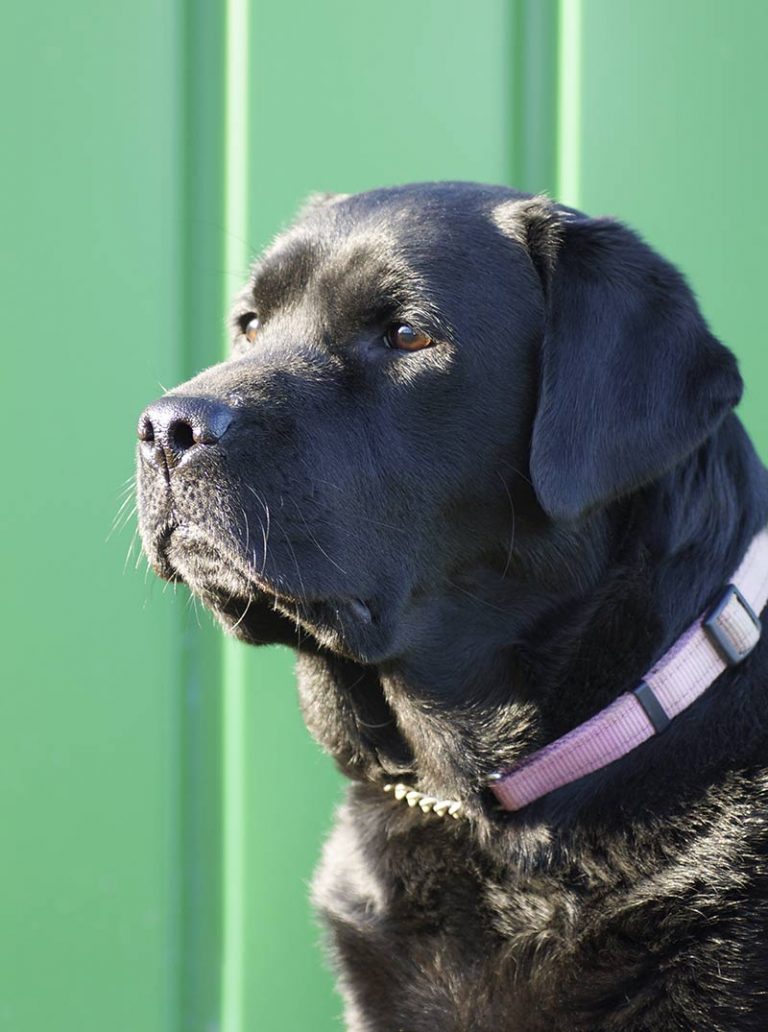 black-lab-a-complete-guide-to-the-black-labrador-retriever