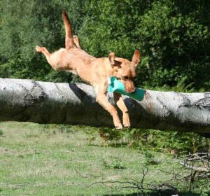 Bella jumping a log with a canvas dummy