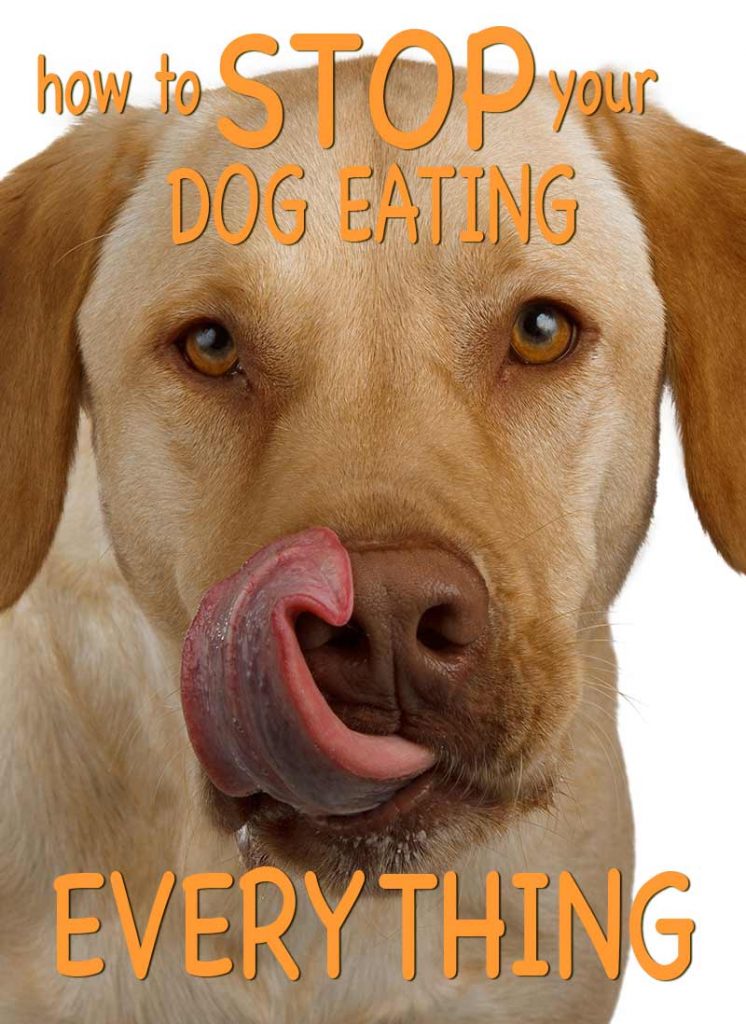 dog muzzle to stop eating