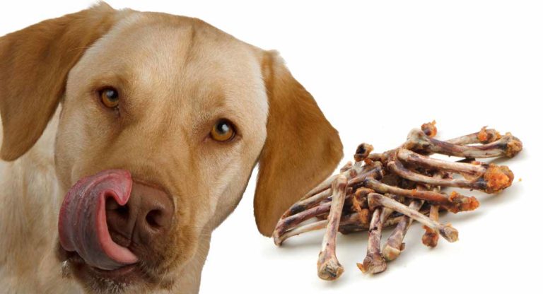 My Dog Ate Chicken Bones – What Should I Do Now?