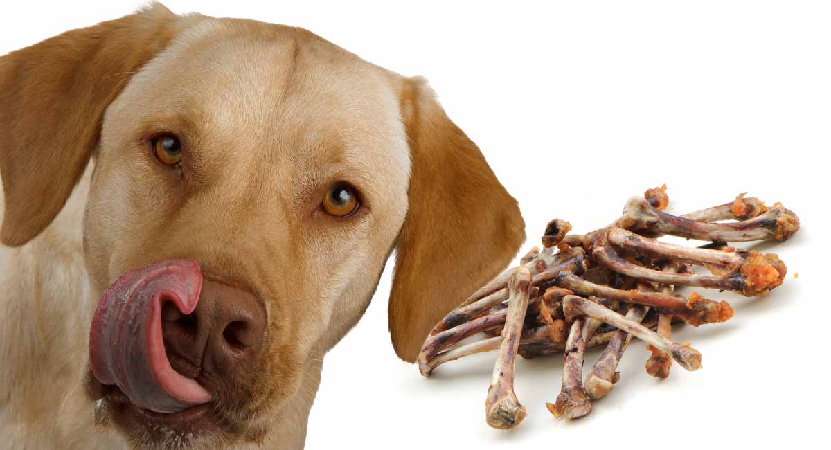 are dogs allowed chicken bones