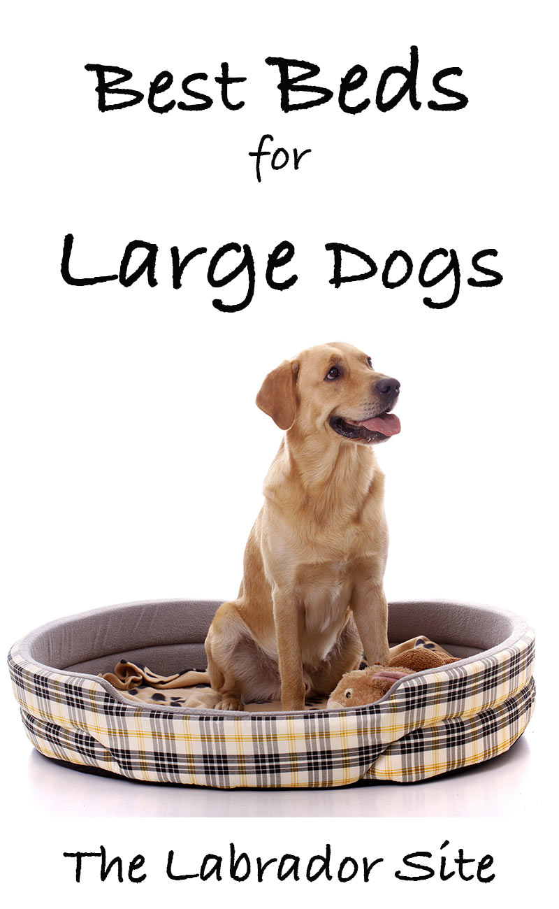 large dog bed with sides