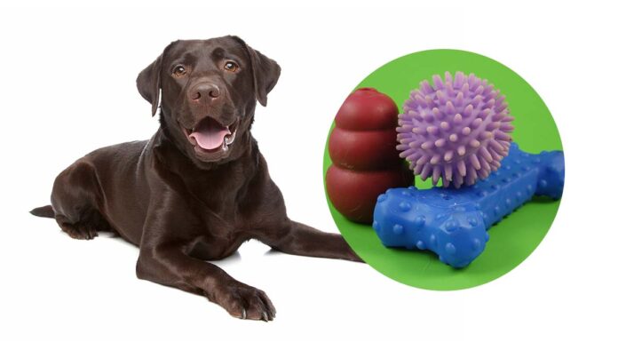best toys for labs
