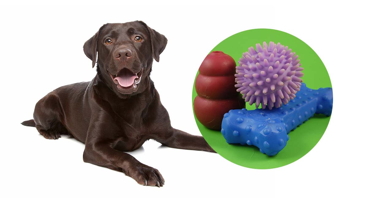 interactive toys for puppies
