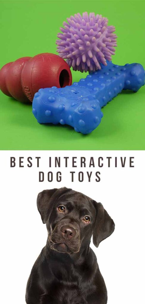 interactive dog toys for kids