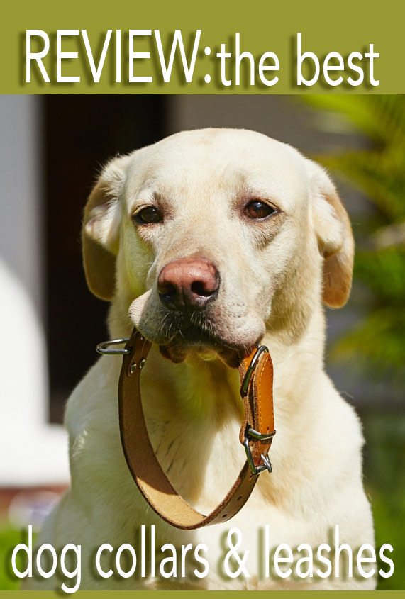 the very best dog collars and leashes