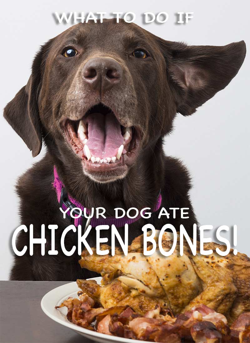 dogs eating cooked chicken bones