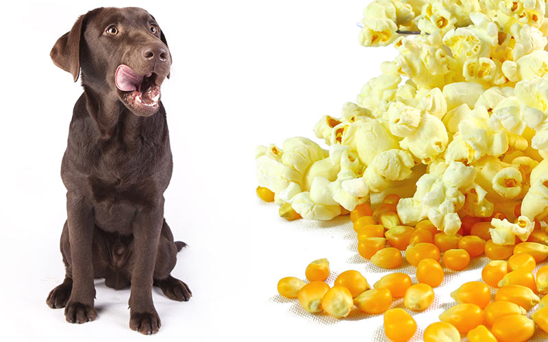 can u feed my dog popcorn