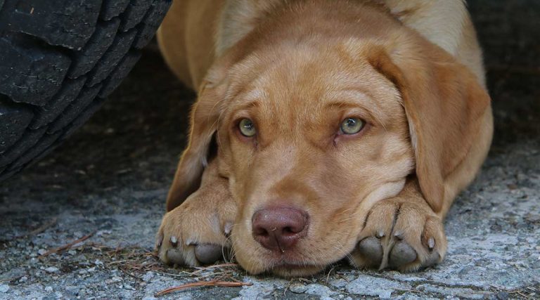 Dog rehoming - giving up a Labrador