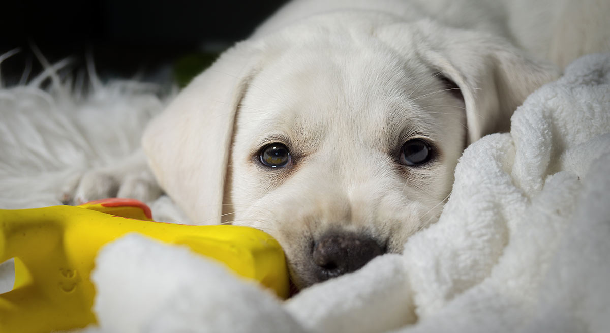 best food for black lab puppy