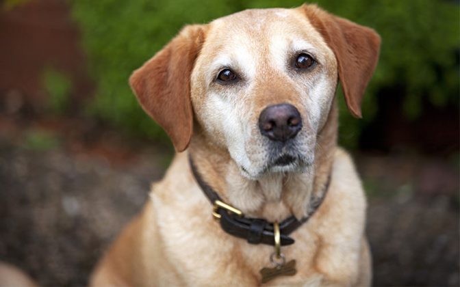 Labrador Collar Tips - Sizes, Styles, And Choosing A Collar For Your Lab