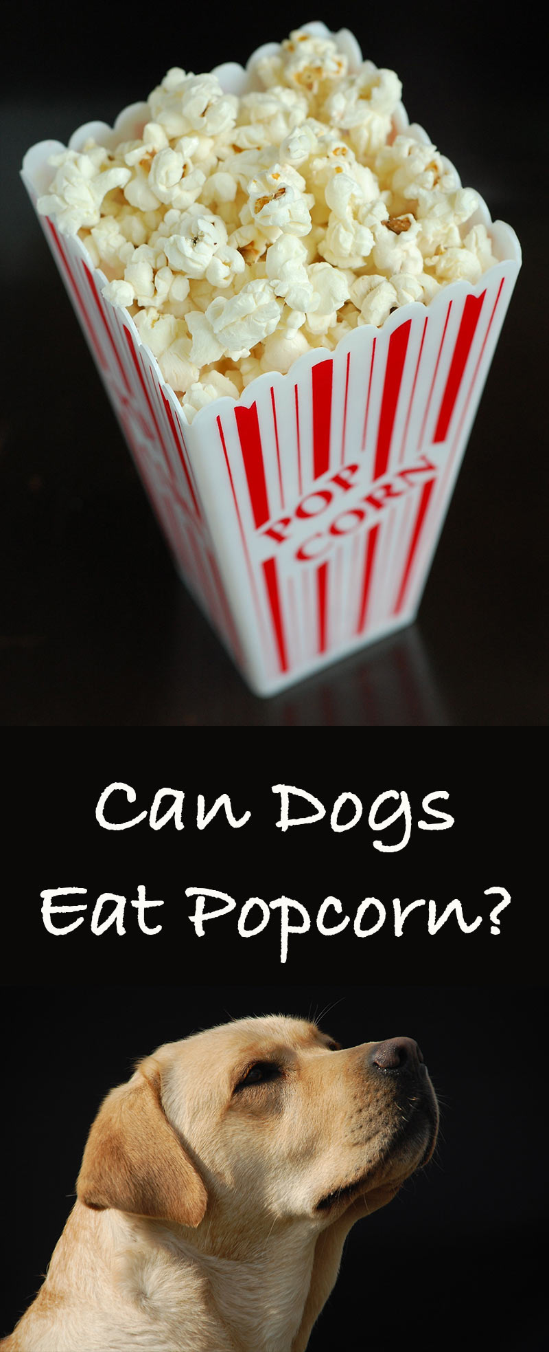 can dogs eat buttered popcorn