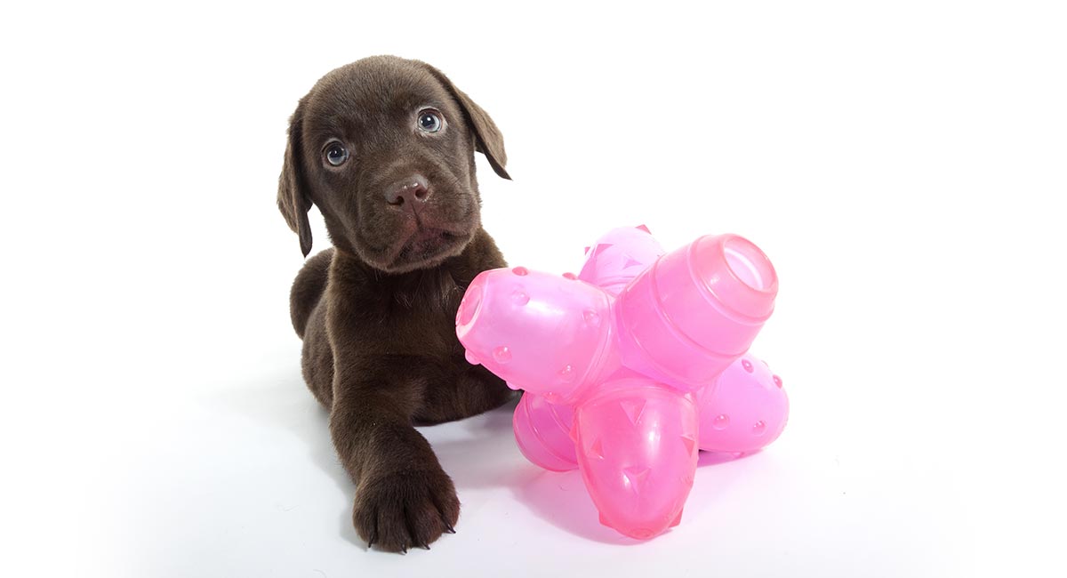 best dog toys for labs