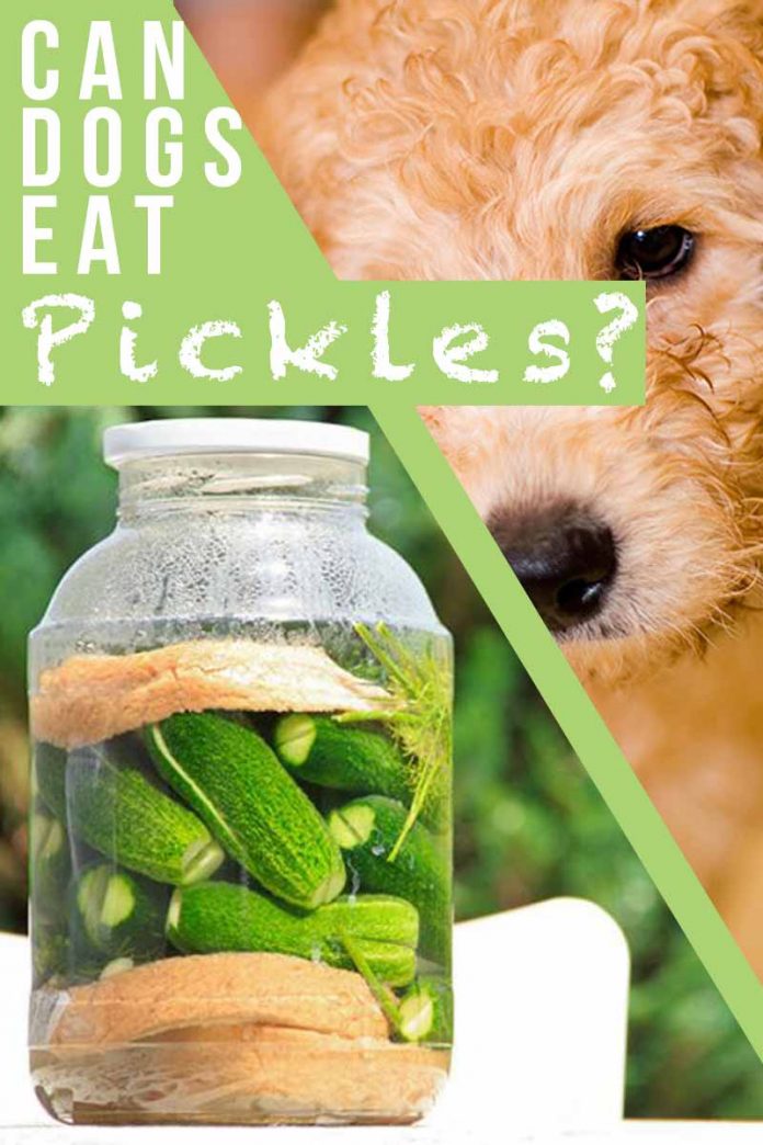 Can Dogs Eat Pickles? A Complete Guide To Dogs And Pickles