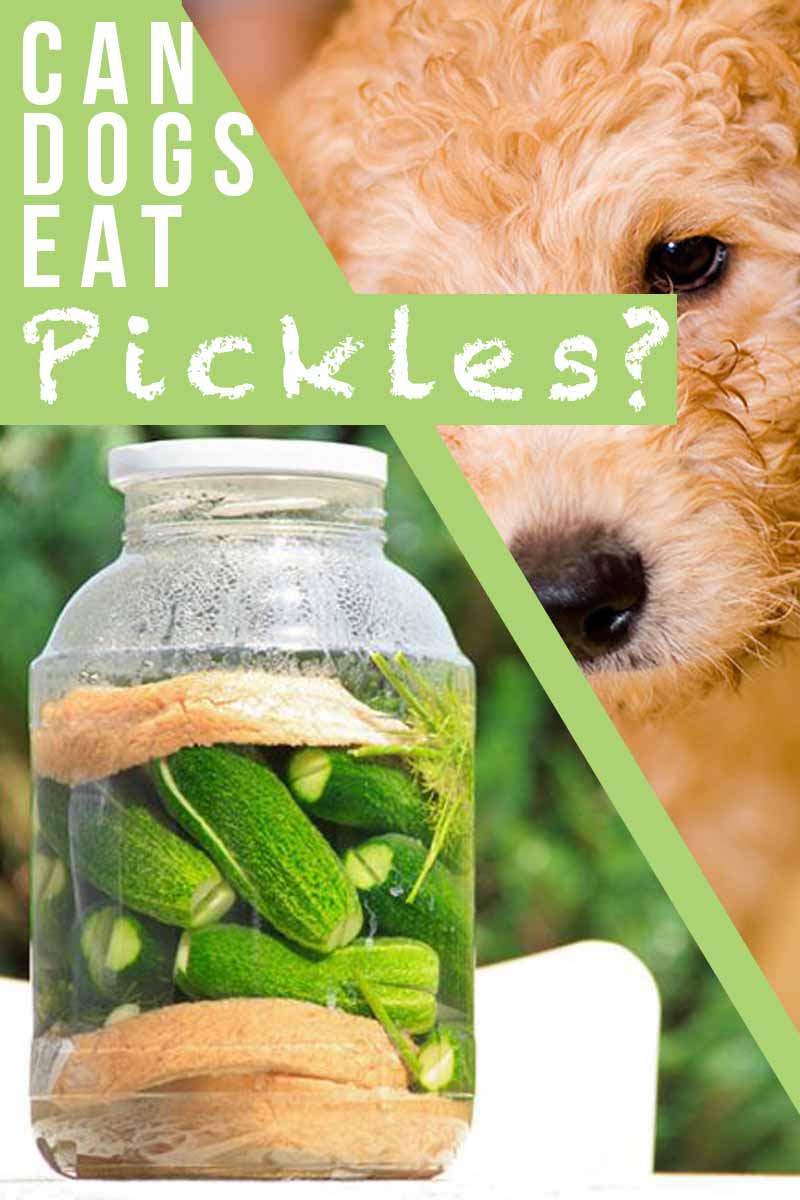 Can Dogs Eat Pickles? - A dog health car and nutrition guide.