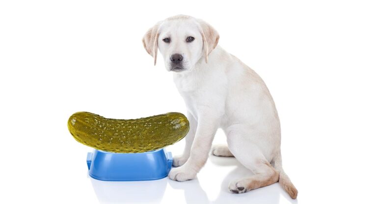 can dogs eat pickles