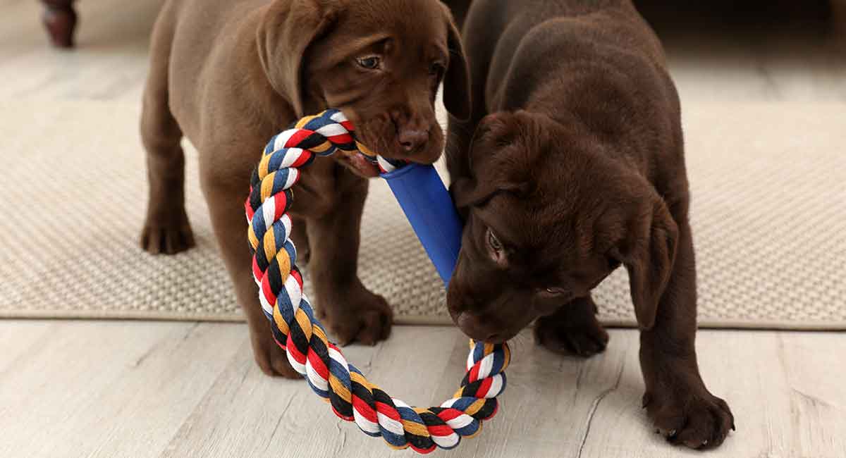 soft indestructible dog toys