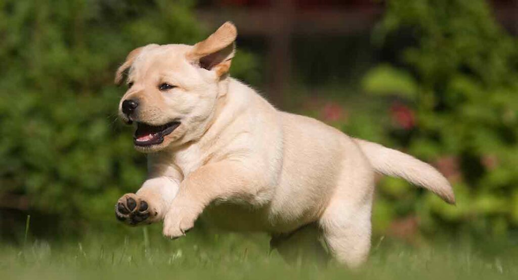 45 days old labrador puppy best sale