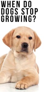 When Do Dogs Stop Growing? Labrador Puppy Growth Chart And FAQ