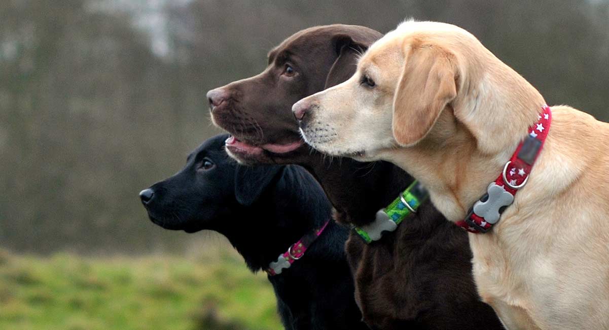 dog collars for labs