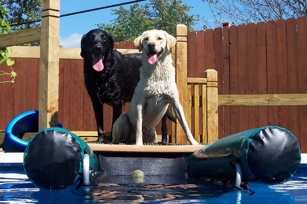 The Best Dog Ramps Reviewed Helping You To Make The Right Choice