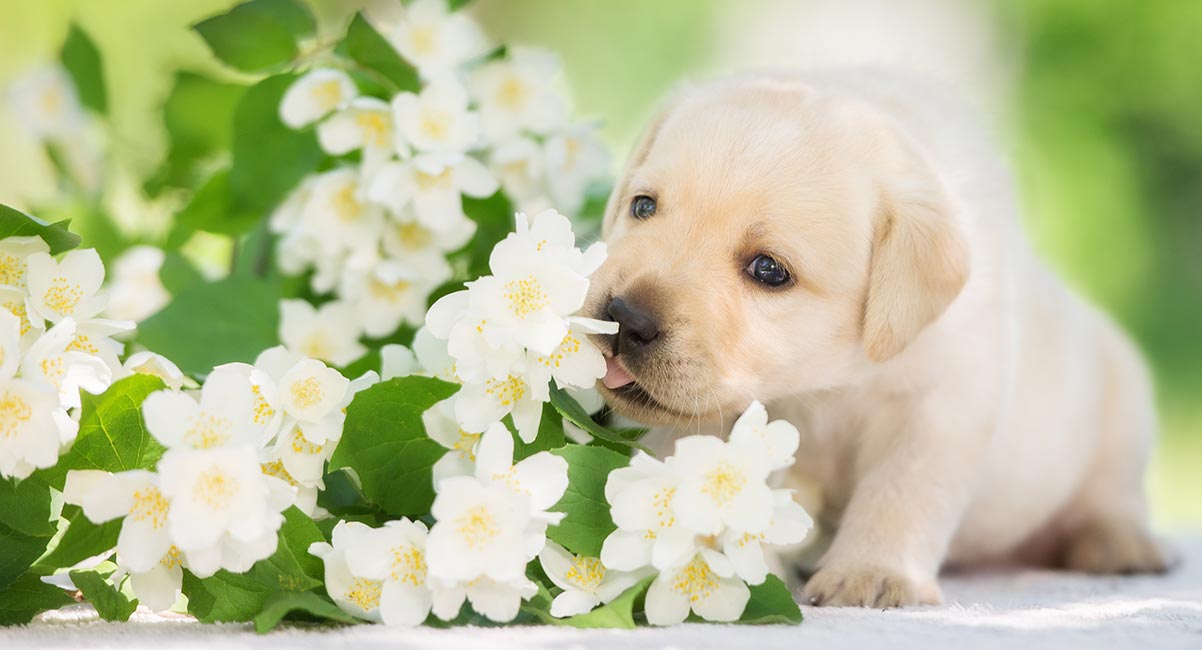 Dog in Garden Image