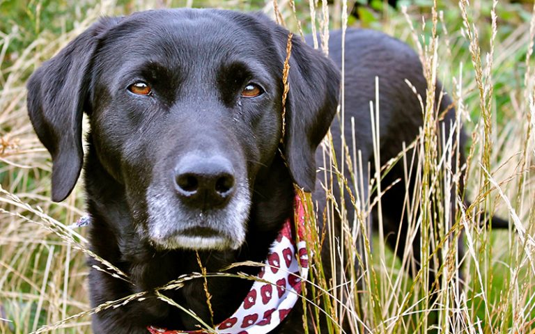 best dog bandanas for labradors