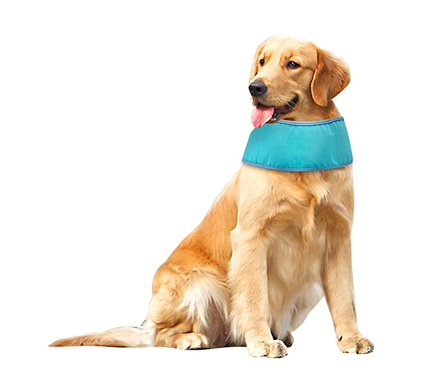 Best Dog Bandanas For Labradors And Other Larger Breeds