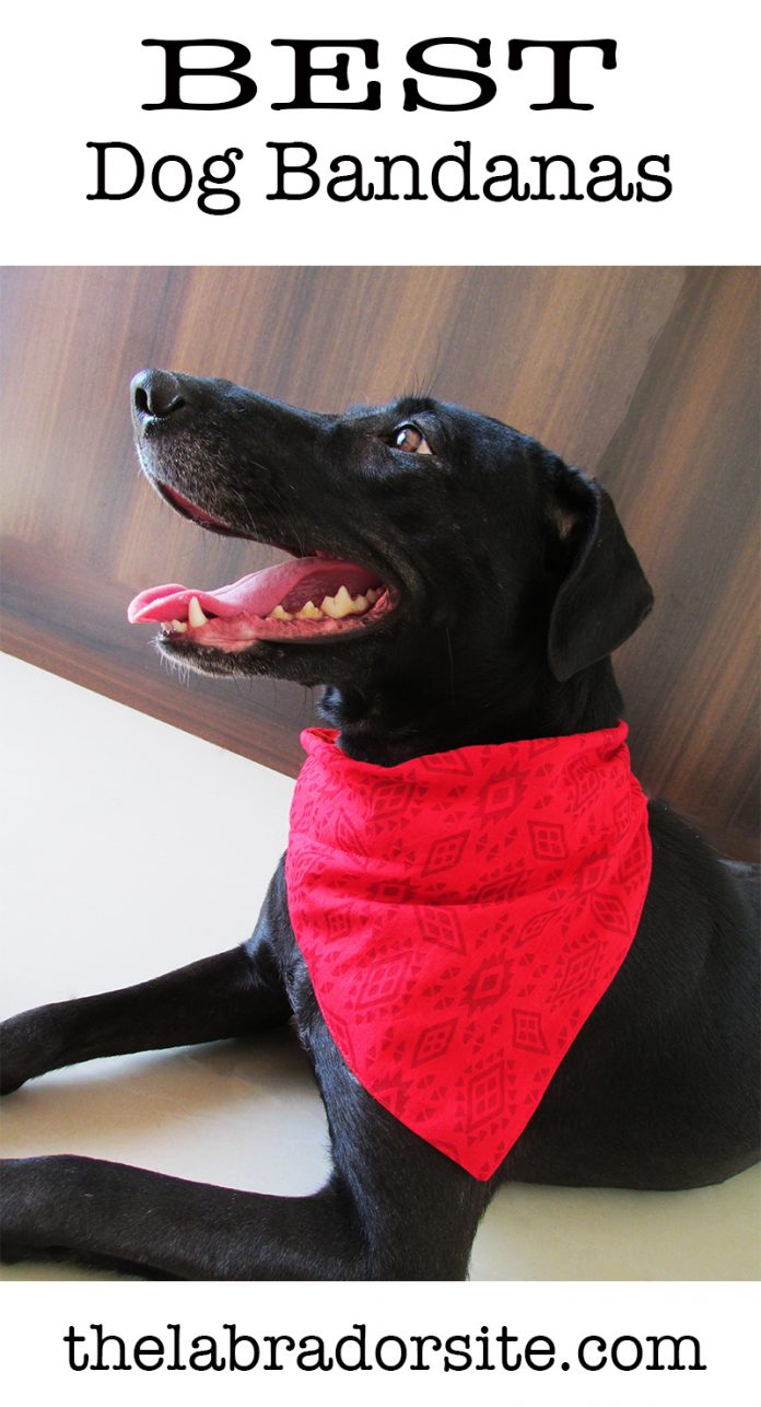 Best Dog Bandanas For Labradors And Other Larger Breeds