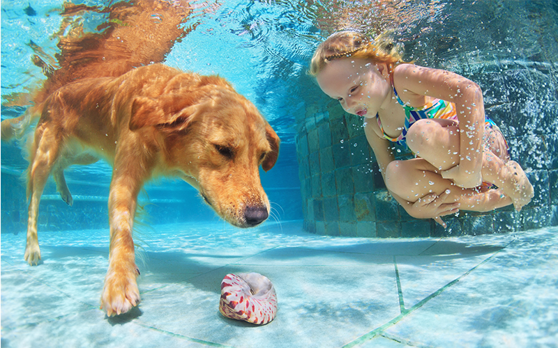 Best Dog Pool For Labradors and Other Large Breeds