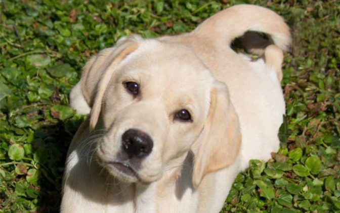 Lab Mix: The Diverse Range of Labrador Cross Breeds