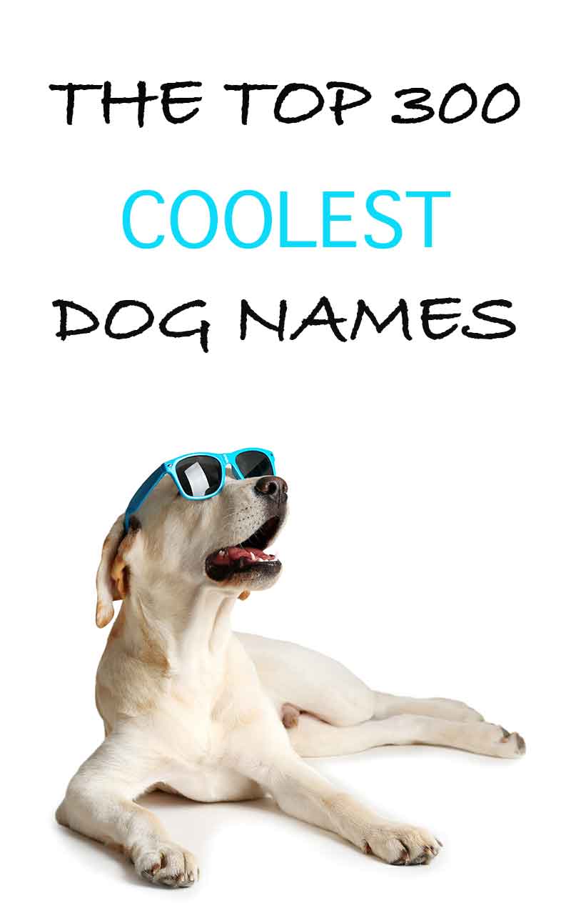 what should i name my dog