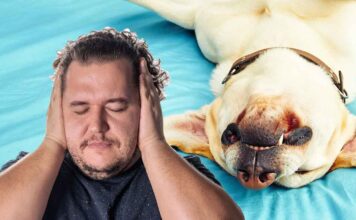 Dog Snoring - Causes, Risks, and Remedies