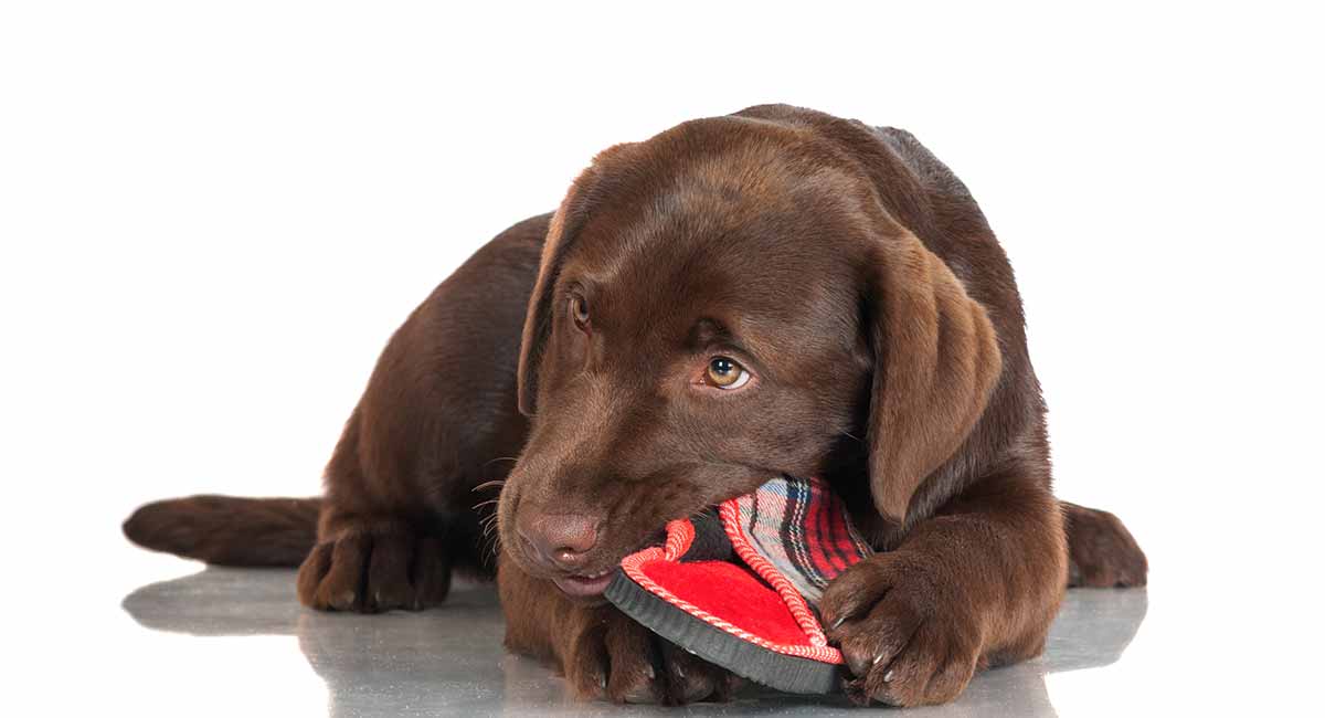 How To Stop A Dog From Chewing - An 