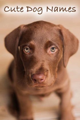 Cute Dog Names - 125 Adorable Names For Boy and Girl Puppies