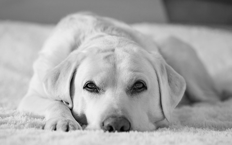 indestructible dog bed