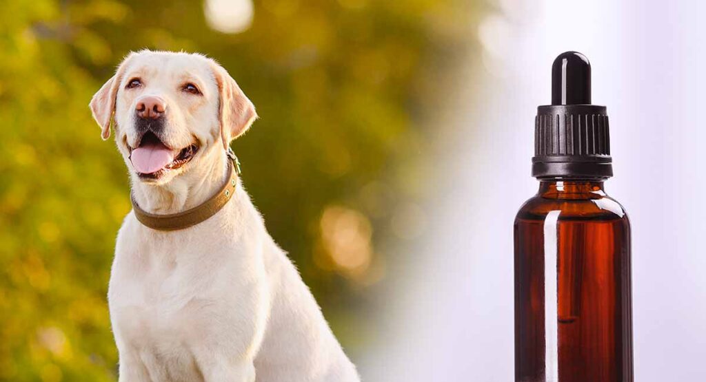 Apoquel For Dogs - Apoquel Uses, Side Effects And Dosage Explained