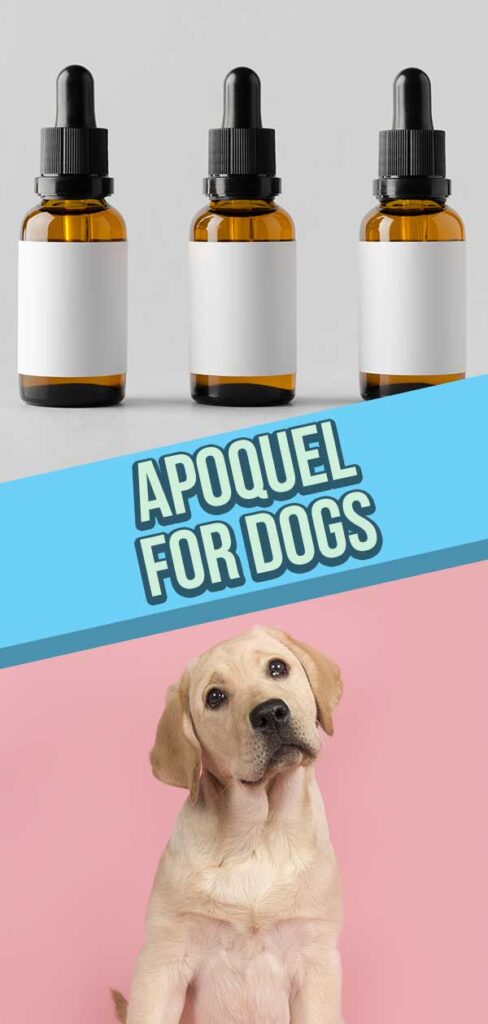 Apoquel For Dogs - Apoquel Uses, Side Effects And Dosage Explained