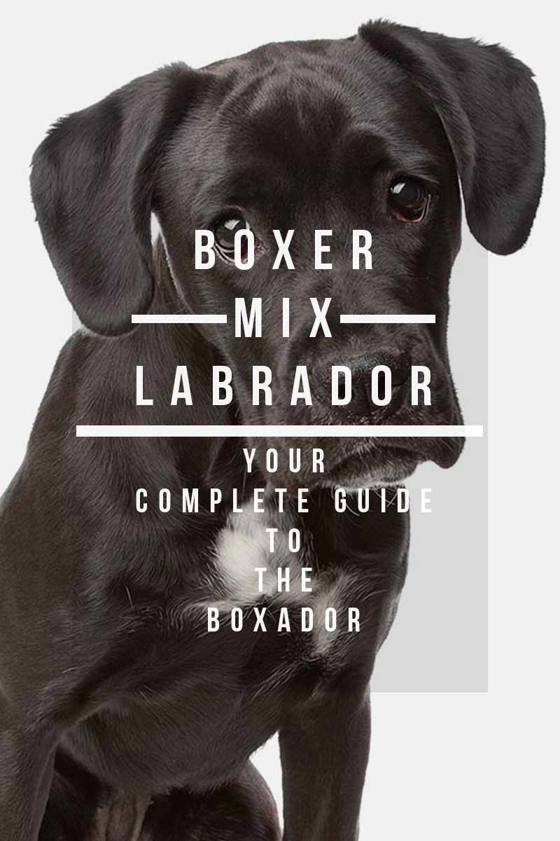 are boxer lab mixes good family dogs