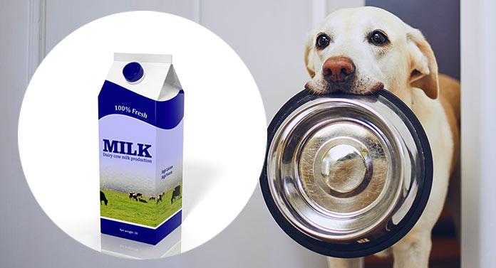 can poodle drink cow milk?