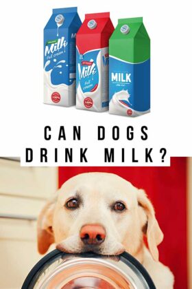 Can Dogs Drink Milk? And Which Milk Alternatives Can They Have?